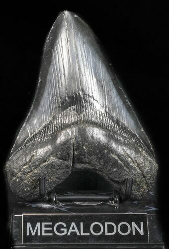Large, Fossil Megalodon Tooth #57450